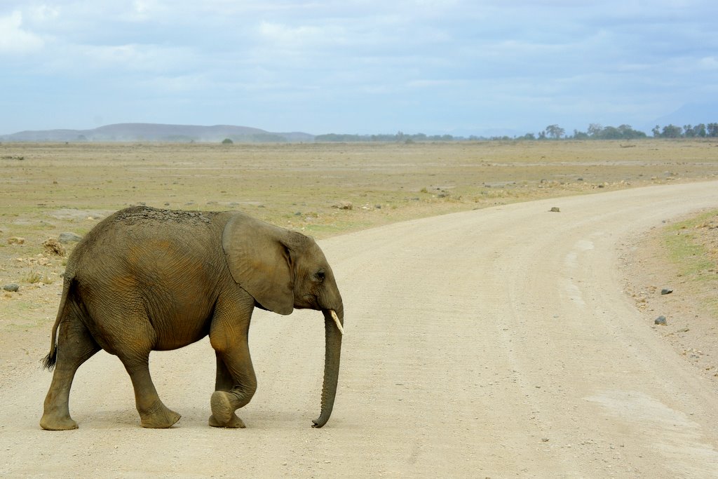 Bag The Elephant: How to Get BIG Customers and Keep Them