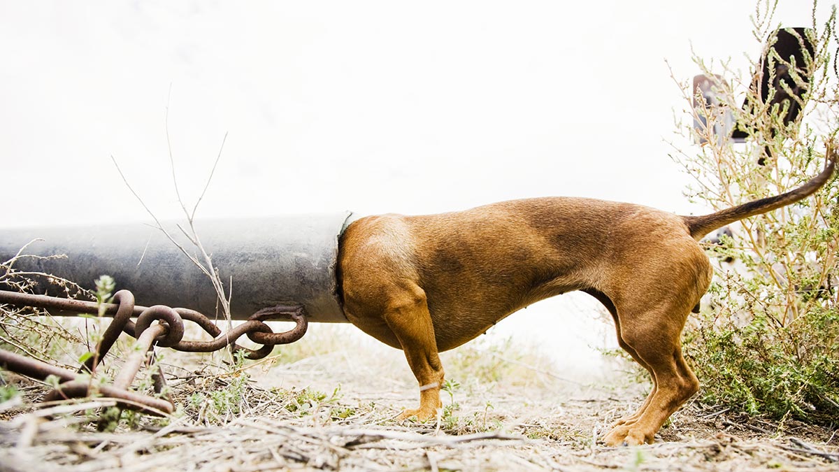 Curiosity: An Award Worthy Trait