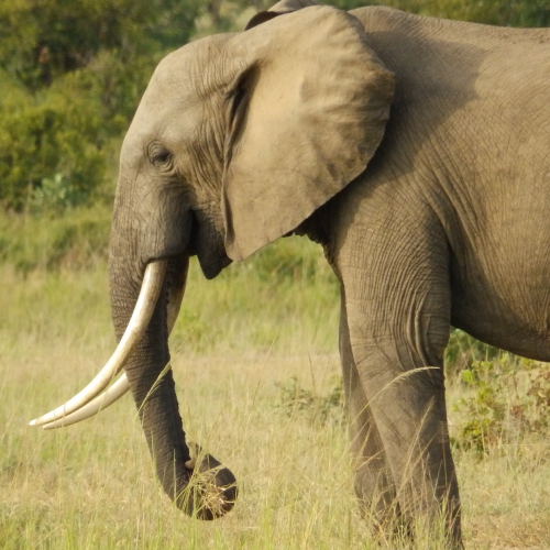 How to Eat an Elephant